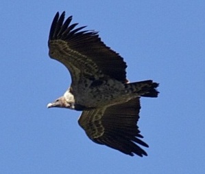 Ruppells_Griffon_Vulture.jpg2"