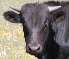 bullock.jpg