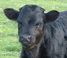 calf.jpg